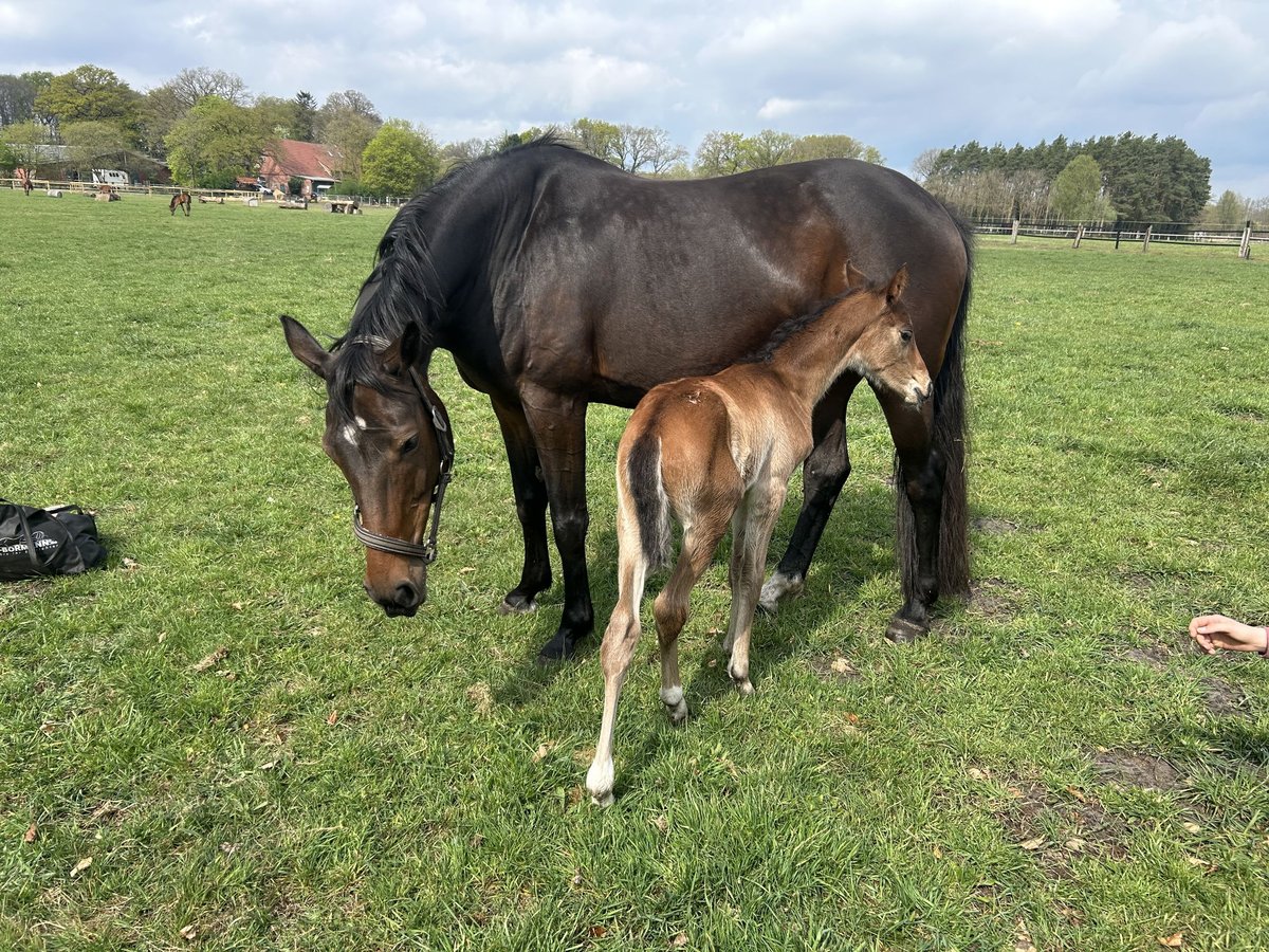 Westfaliano Giumenta 12 Anni 164 cm Baio in Dortmund