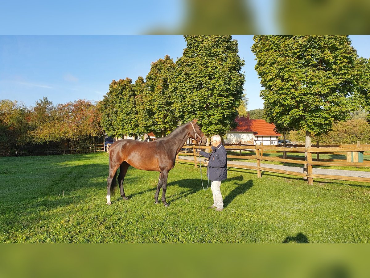 Westfaliano Giumenta 12 Anni 165 cm Baio in Hamm