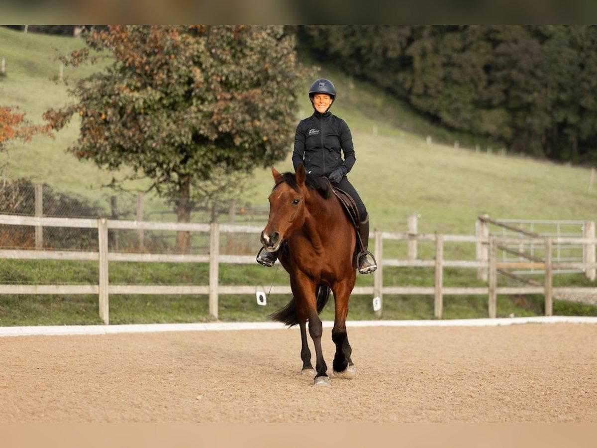 Westfaliano Giumenta 12 Anni 165 cm Baio in Hinteregg