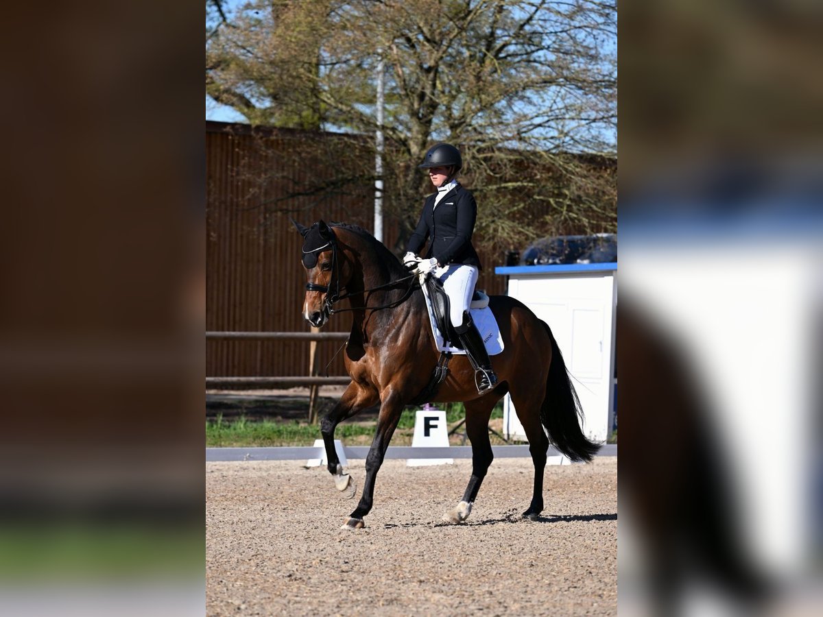 Westfaliano Giumenta 12 Anni 170 cm Baio scuro in Roßdorf