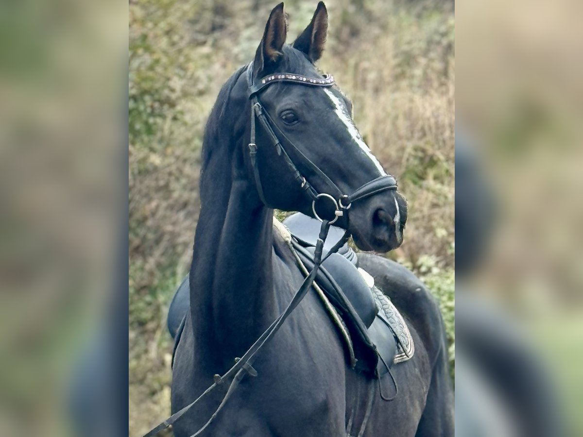 Westfaliano Giumenta 12 Anni 173 cm Morello in Saarbr&#xFC;cken