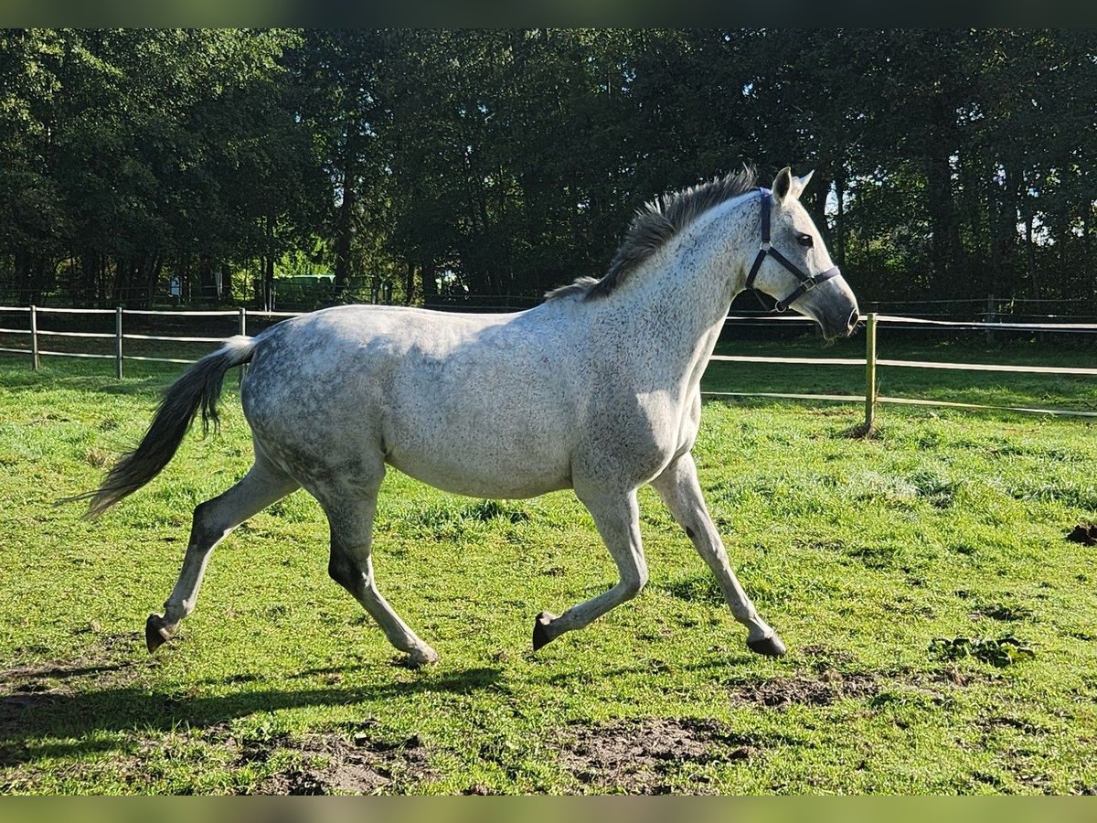 Westfaliano Giumenta 13 Anni 163 cm Grigio in Ibbenb&#xFC;ren