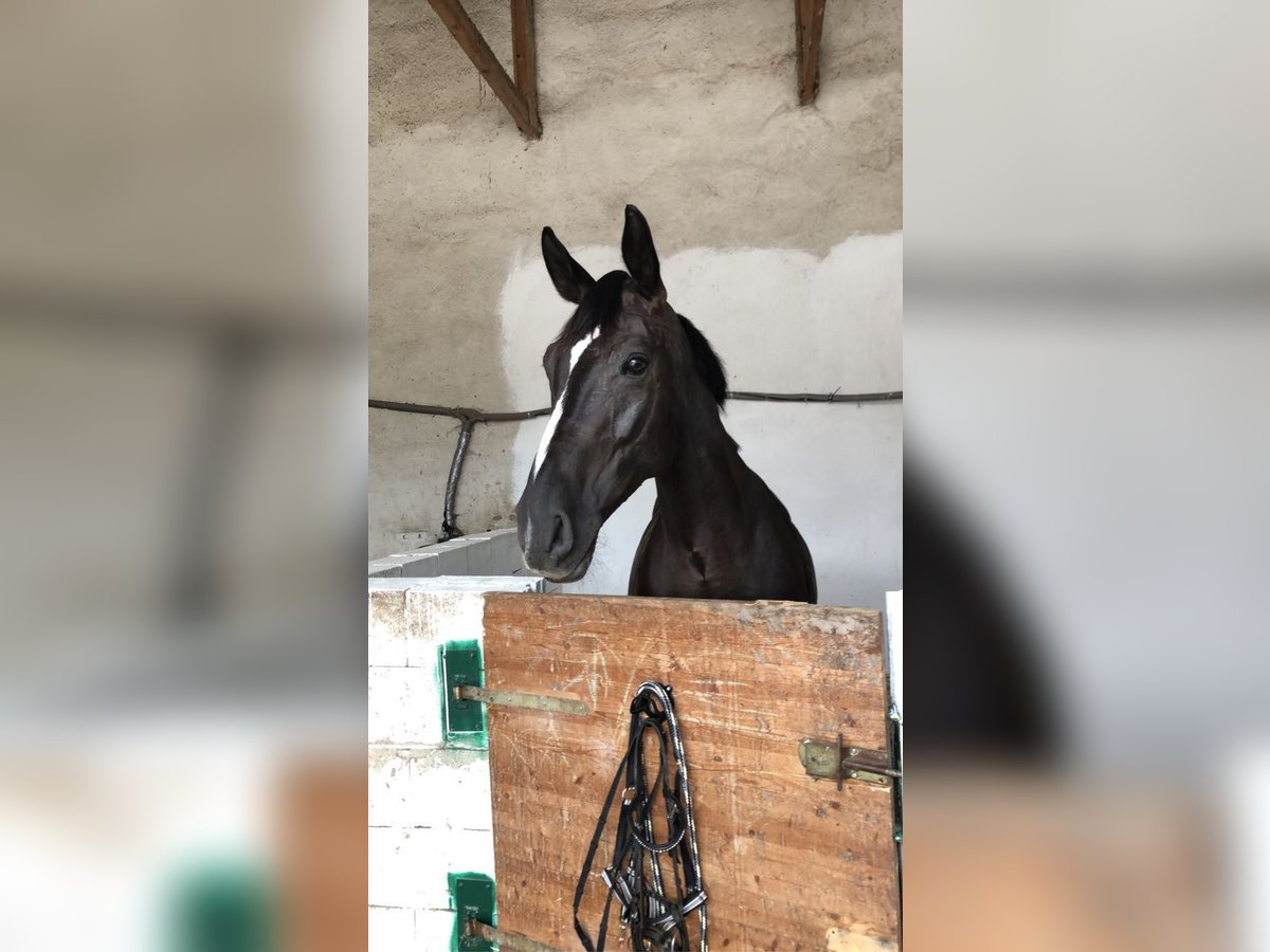 Westfaliano Giumenta 13 Anni 164 cm Baio nero in Baden bei Wien