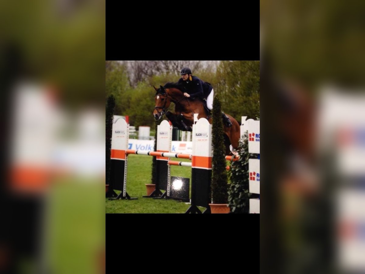 Westfaliano Giumenta 13 Anni 172 cm Baio in Regesbostel