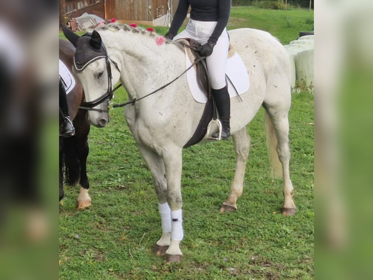 Westfaliano Giumenta 13 Anni 178 cm Grigio in Zimmern unter der Burg