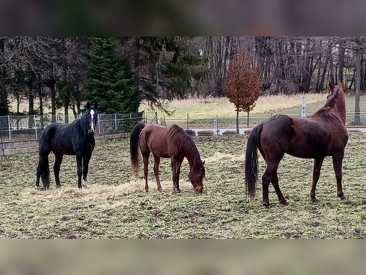 Westfaliano Giumenta 13 Anni Sauro scuro in Neutal
