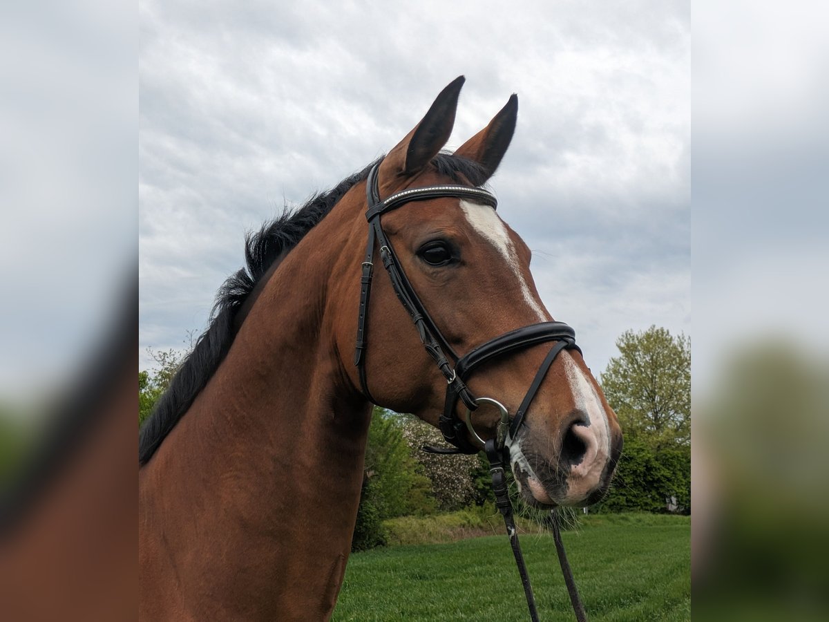 Westfaliano Giumenta 14 Anni 170 cm Baio in Rheinstetten