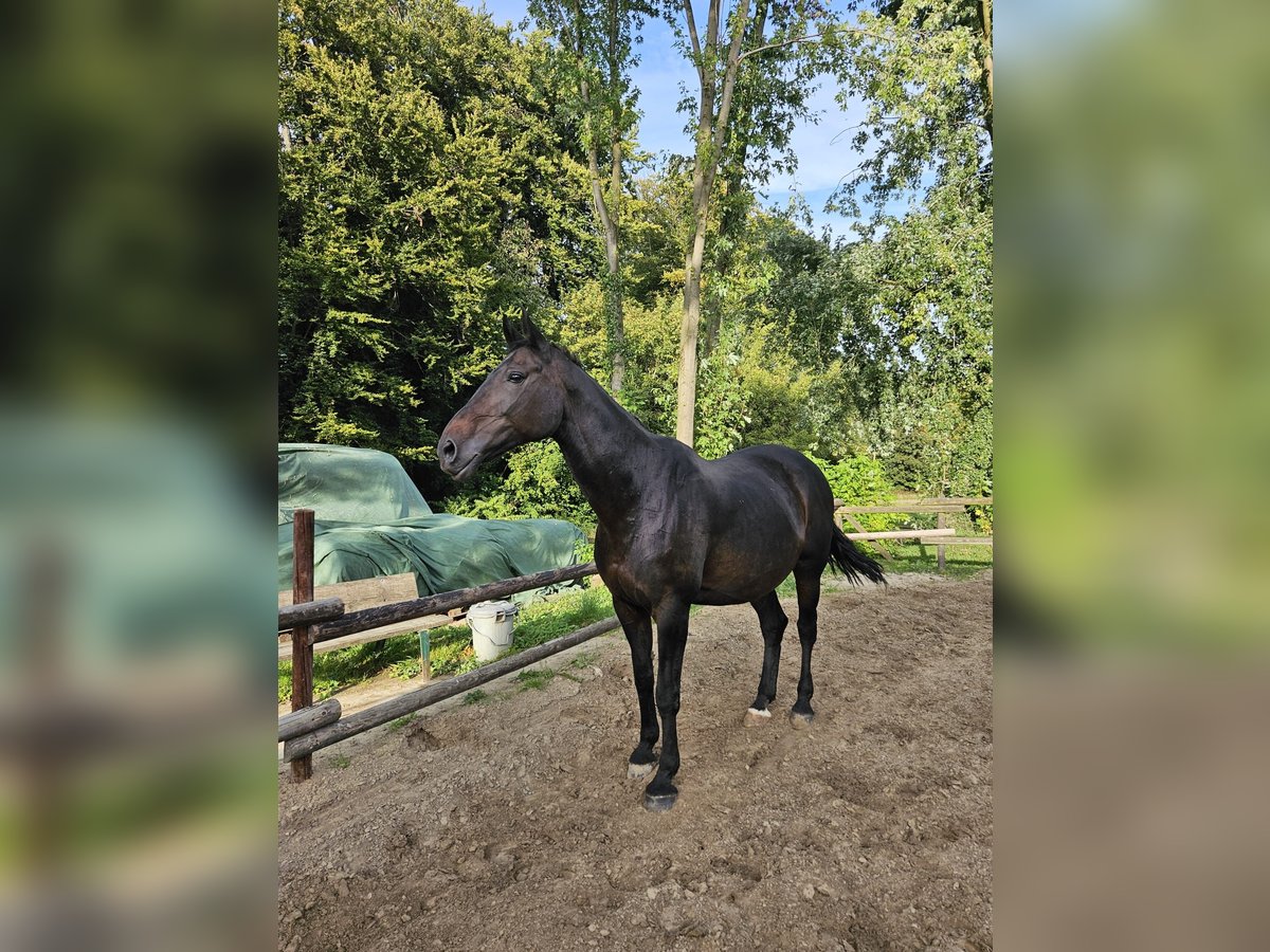 Westfaliano Giumenta 18 Anni 170 cm Baio nero in Essen