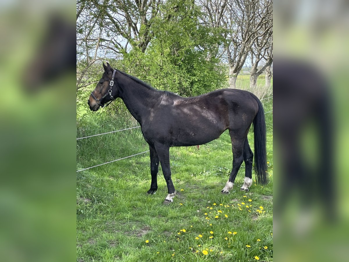 Westfaliano Giumenta 19 Anni 165 cm Baio in Norstedt