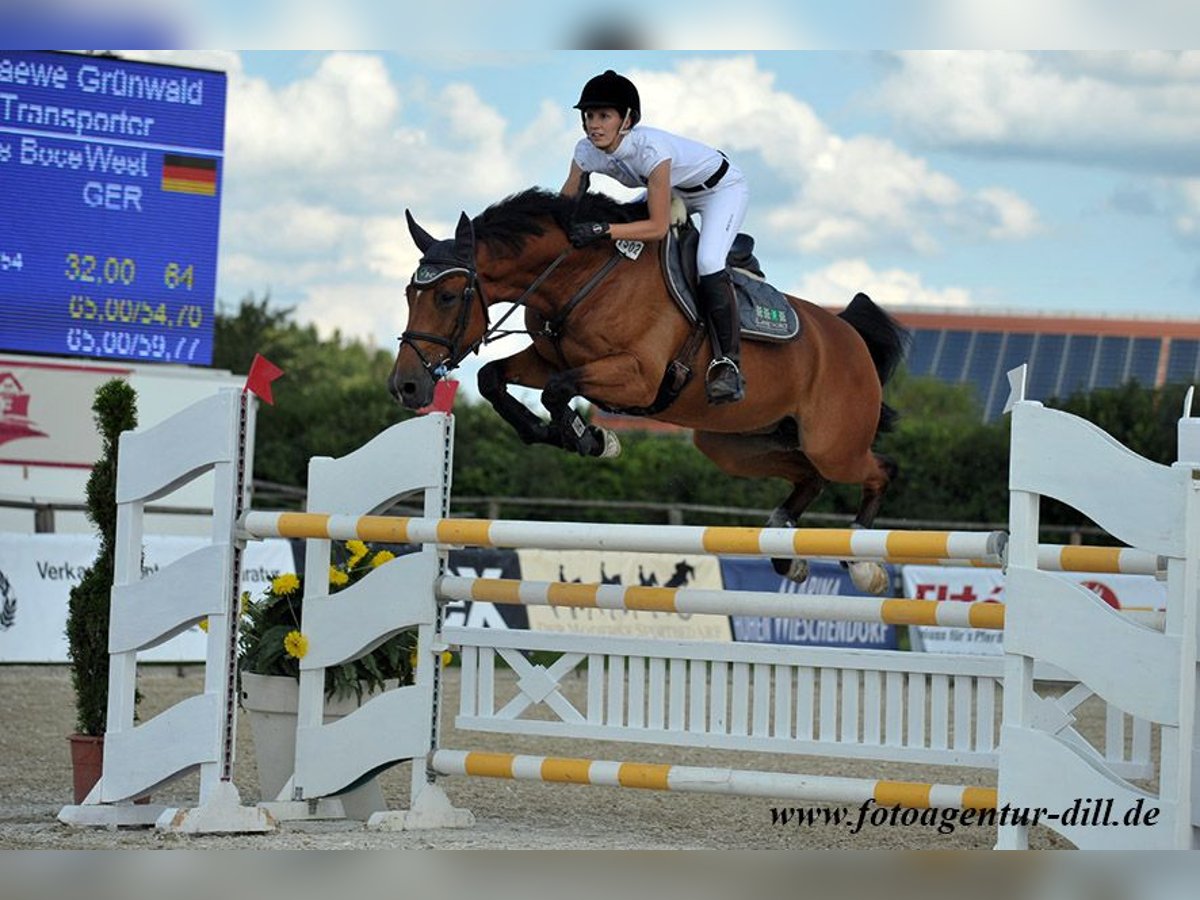 Westfaliano Giumenta 19 Anni 168 cm Baio in Bayerisch Gmain