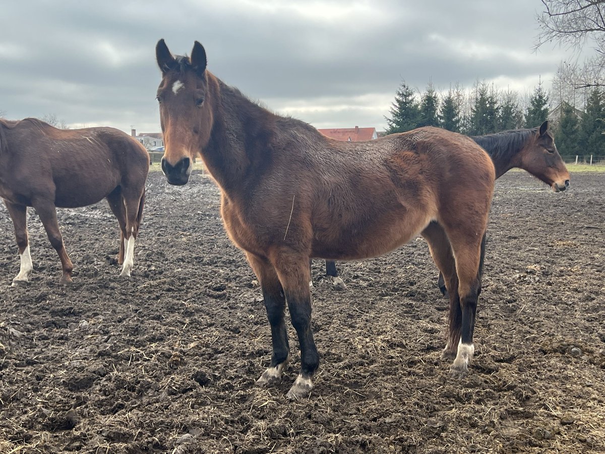 Westfaliano Giumenta 19 Anni 170 cm Baio scuro in Sa&#xDF;en-Trantow