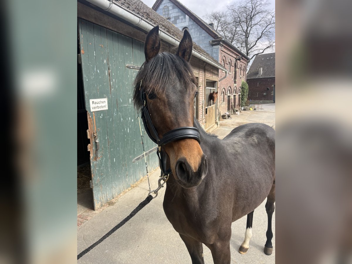 Westfaliano Giumenta 1 Anno Baio in Soest