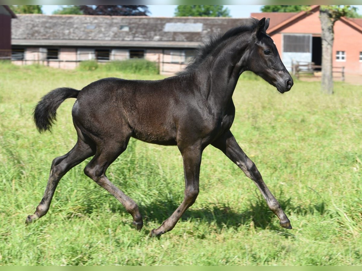 Westfaliano Giumenta 2 Anni Baio scuro in Hamm