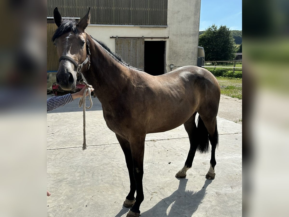 Westfaliano Giumenta 2 Anni Può diventare grigio in Warburg