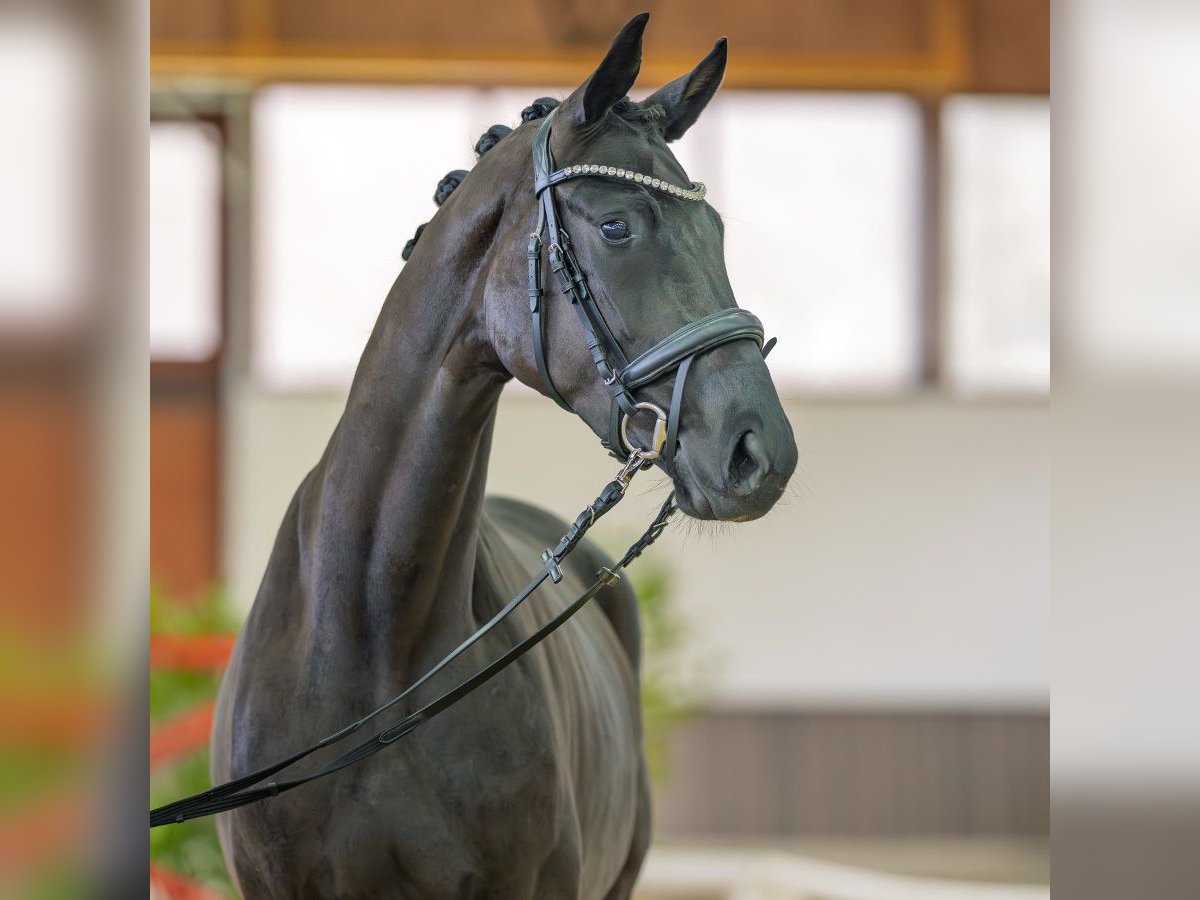 Westfaliano Giumenta 3 Anni 164 cm Baio nero in M&#xFC;nster-Handorf