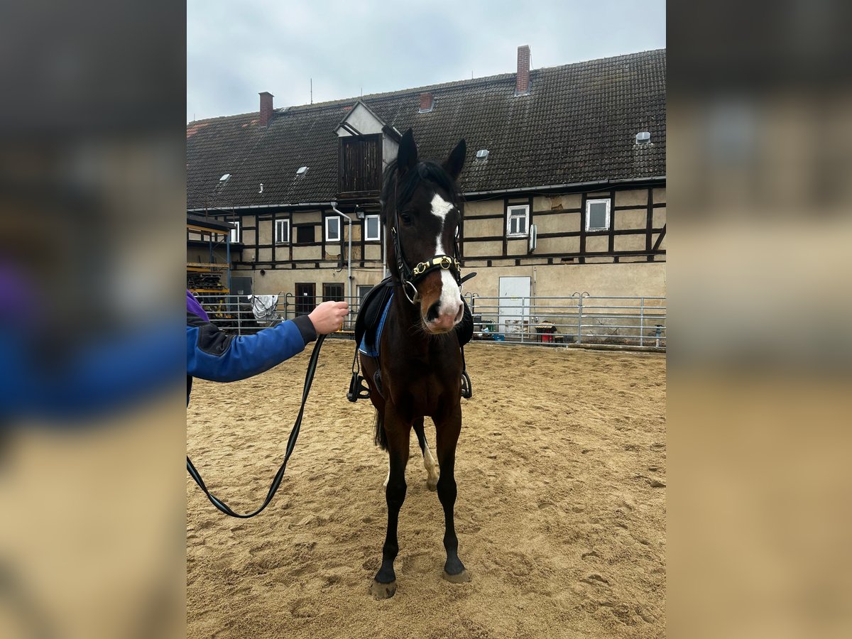 Westfaliano Giumenta 3 Anni 165 cm Baio nero in M&#xFC;geln