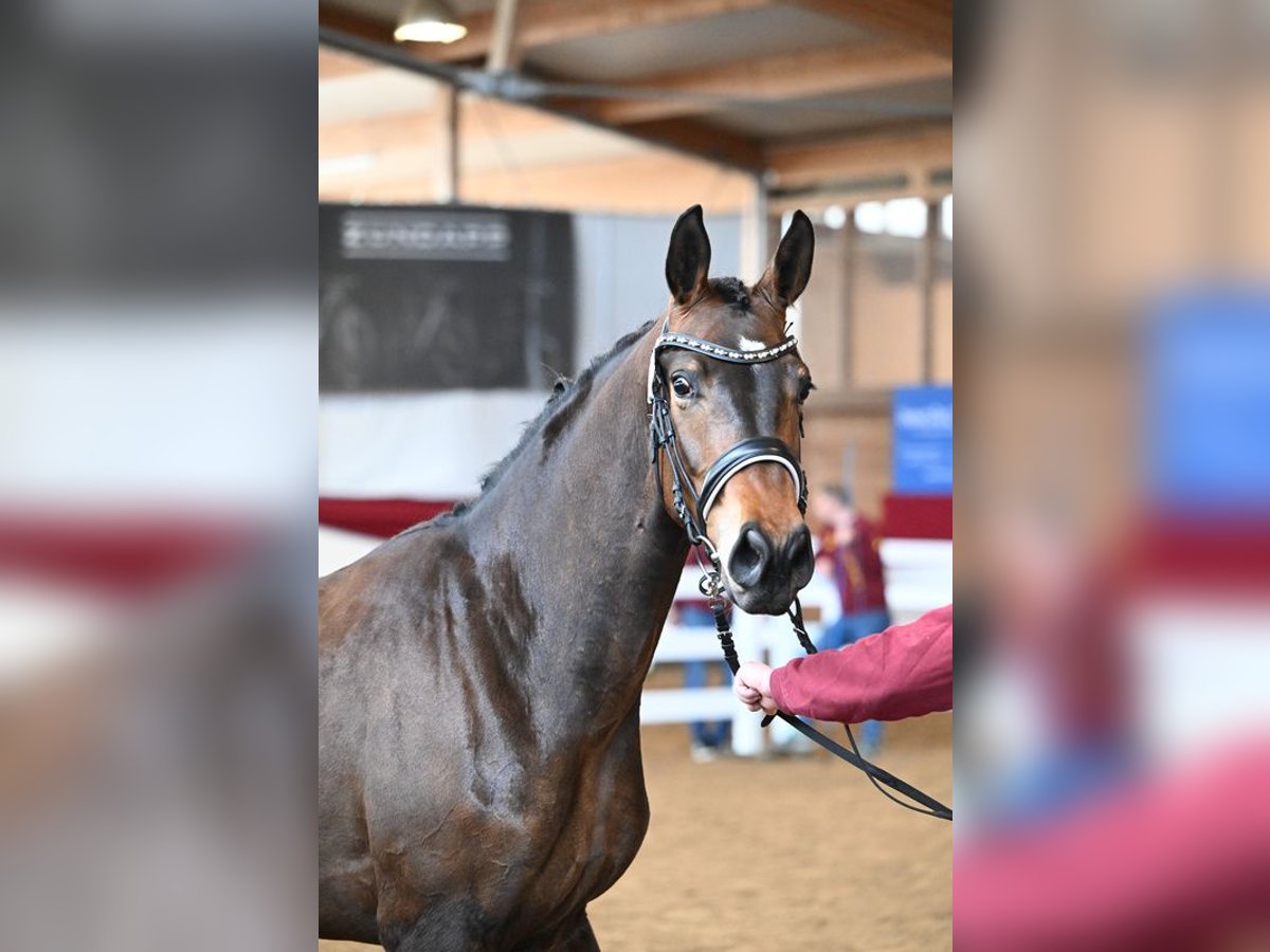 Westfaliano Giumenta 3 Anni 170 cm Baio in Neuhof an der Zenn