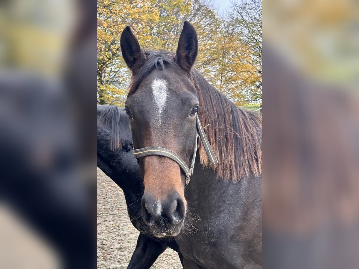 Westfaliano Giumenta 3 Anni 171 cm Baio in Vlotho