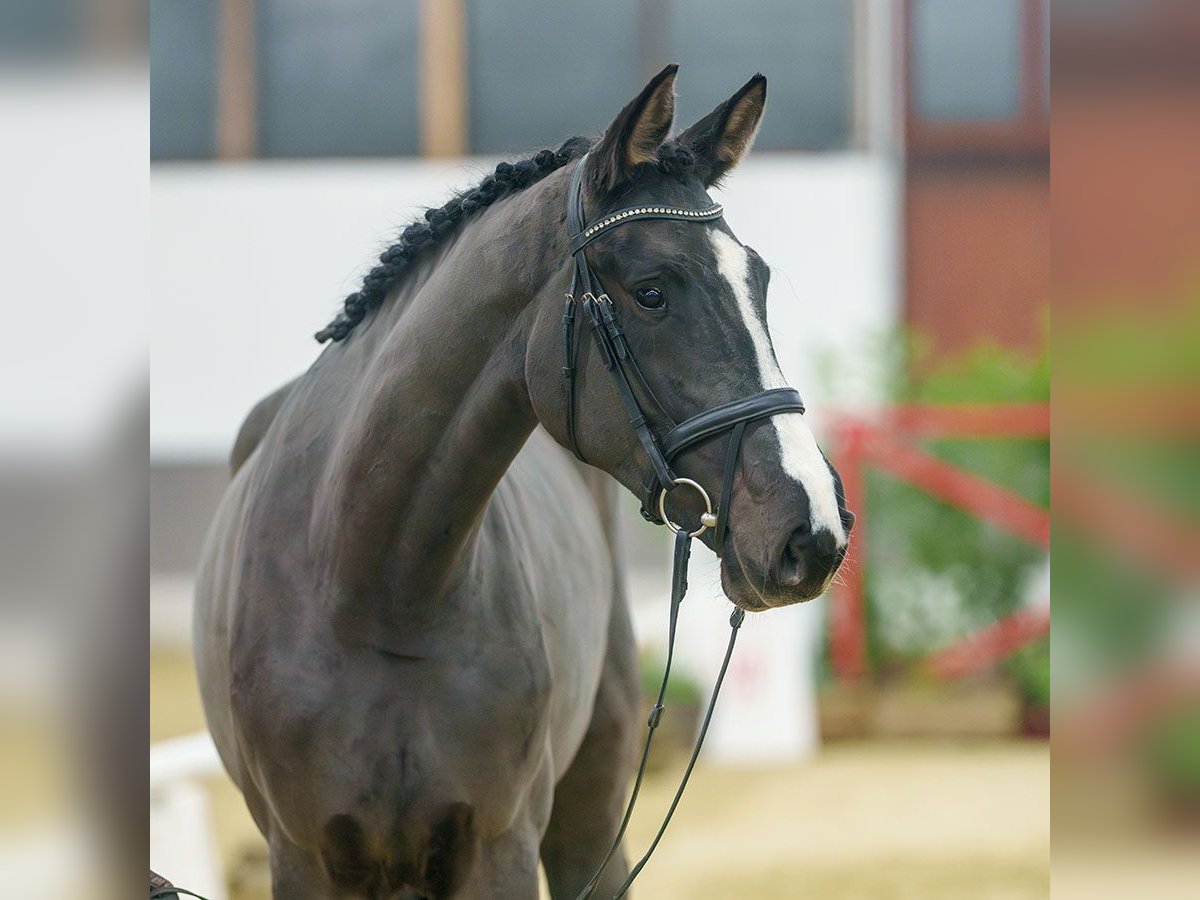 Westfaliano Giumenta 3 Anni Baio nero in Münster-Handorf