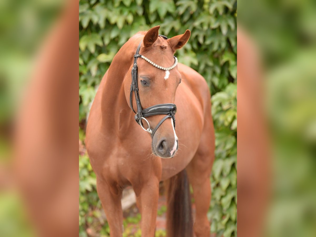 Westfaliano Giumenta 4 Anni 160 cm Sauro in Rheda-Wiedenbr&#xFC;ck