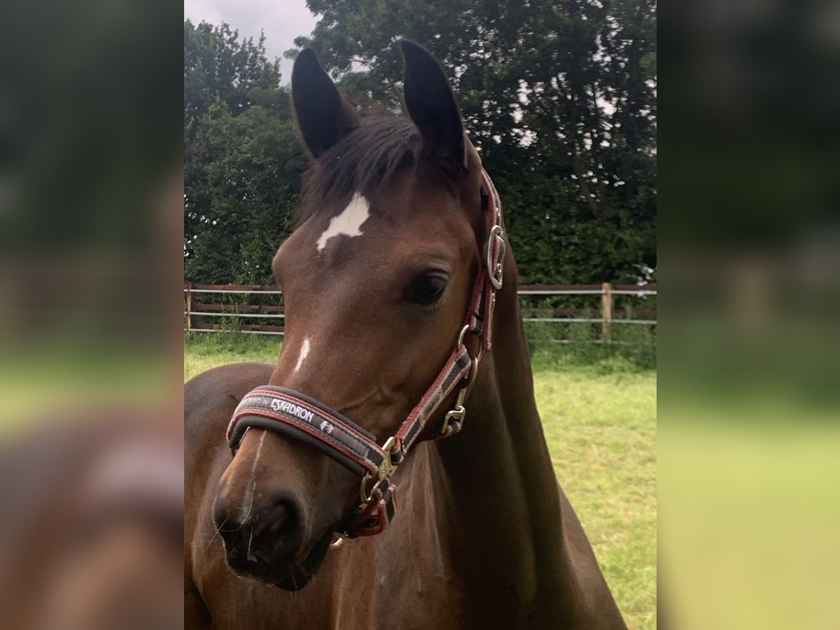 Westfaliano Giumenta 4 Anni 165 cm Baio in Grefrath