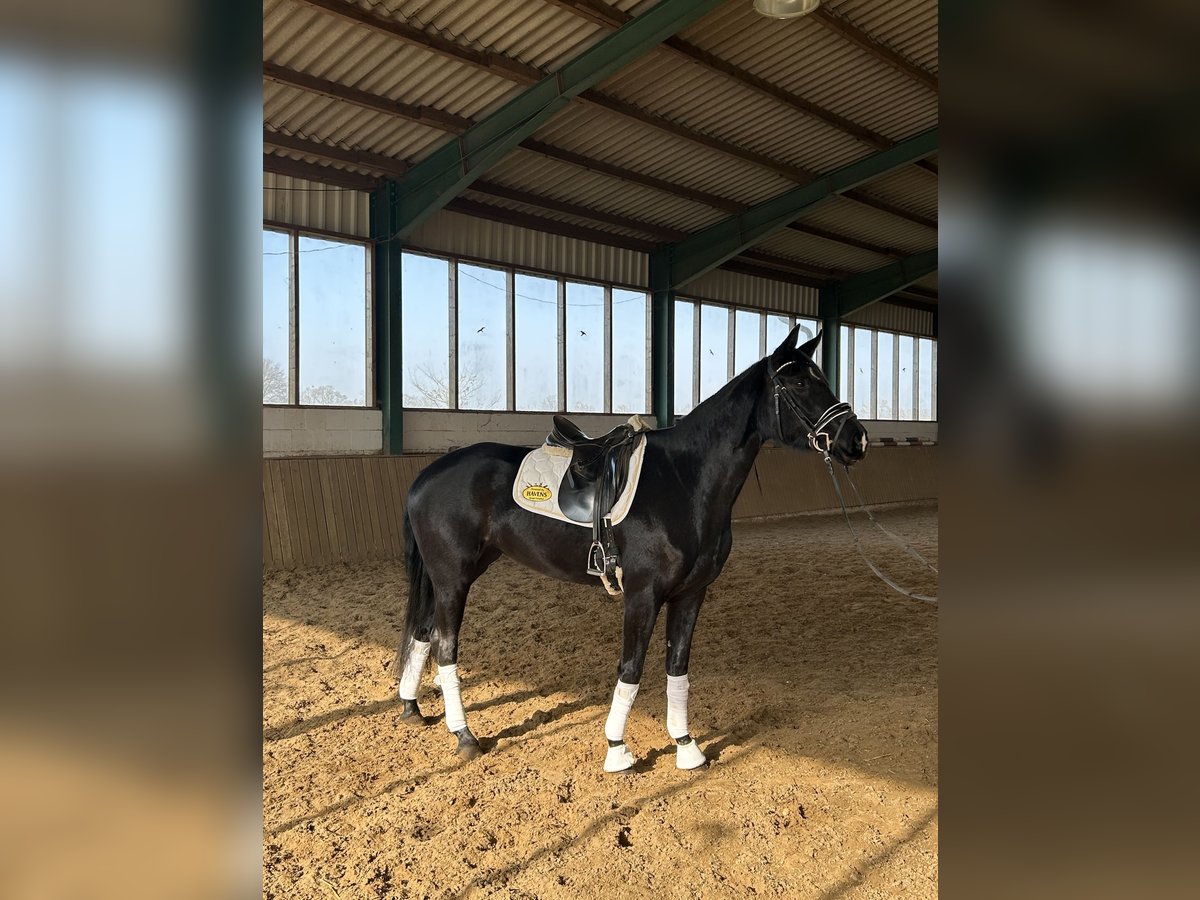 Westfaliano Giumenta 4 Anni 166 cm Morello in Telgte