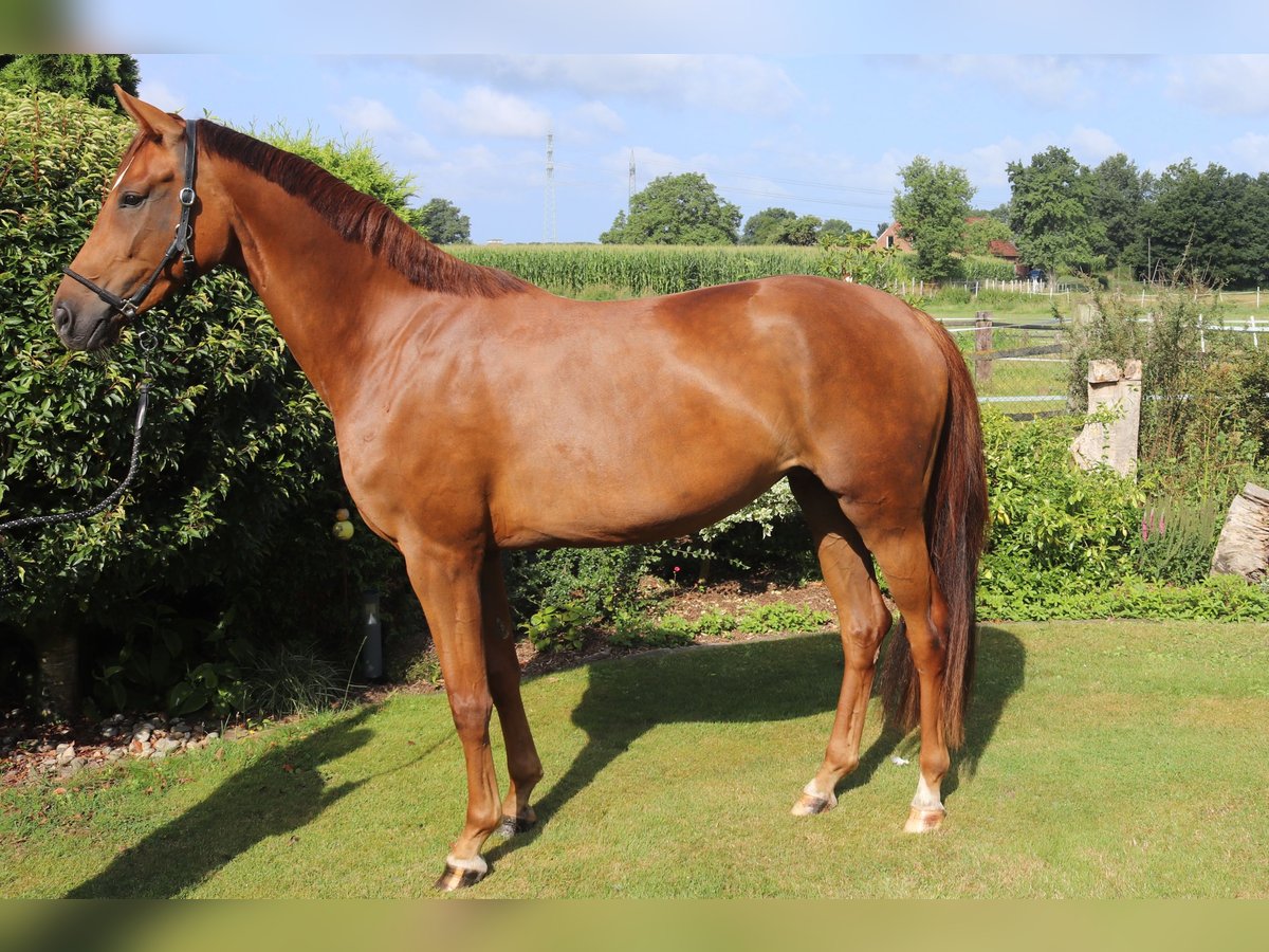 Westfaliano Giumenta 4 Anni 166 cm Sauro in Emsdetten