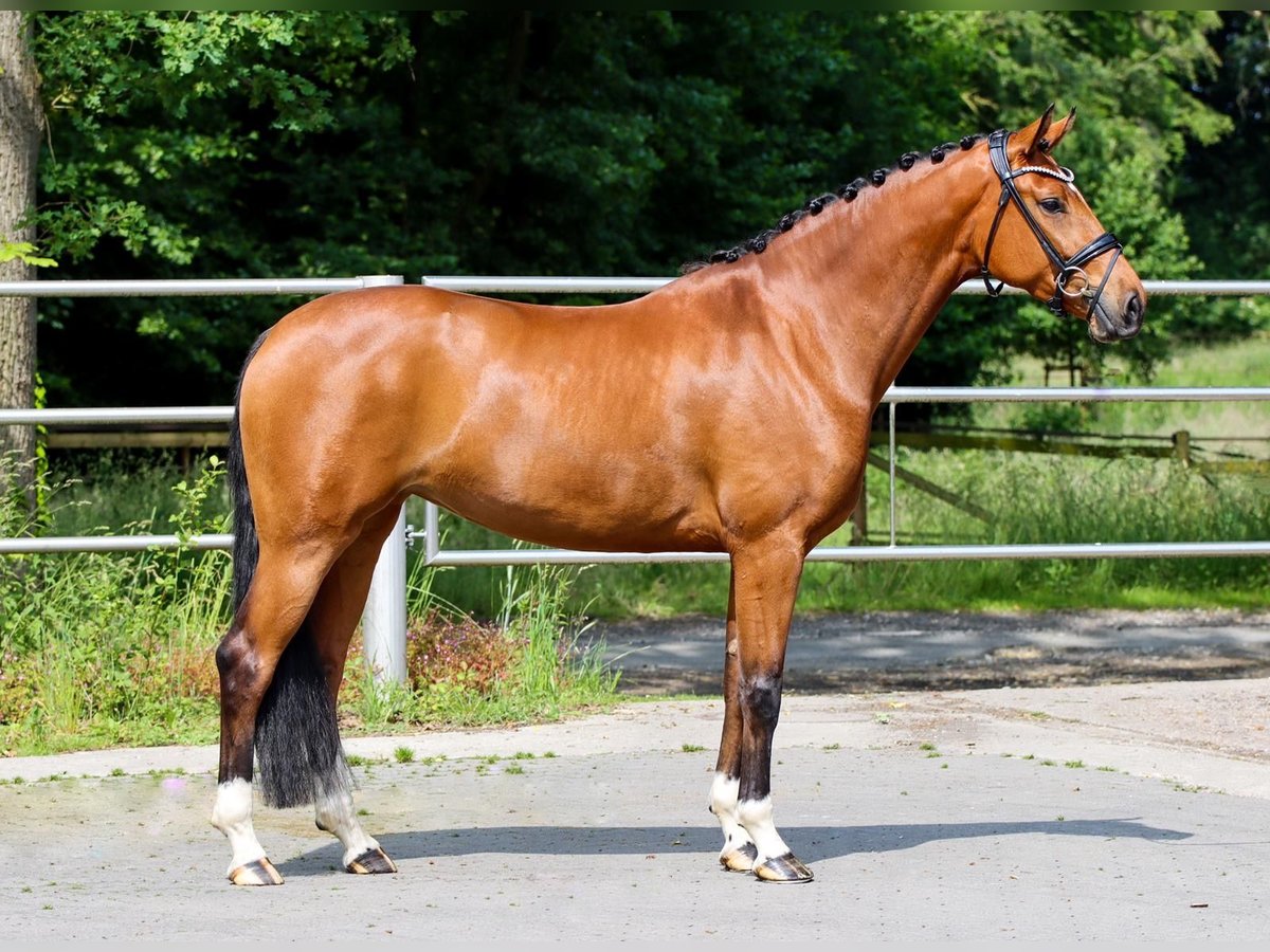 Westfaliano Giumenta 4 Anni 167 cm Baio in Lienen