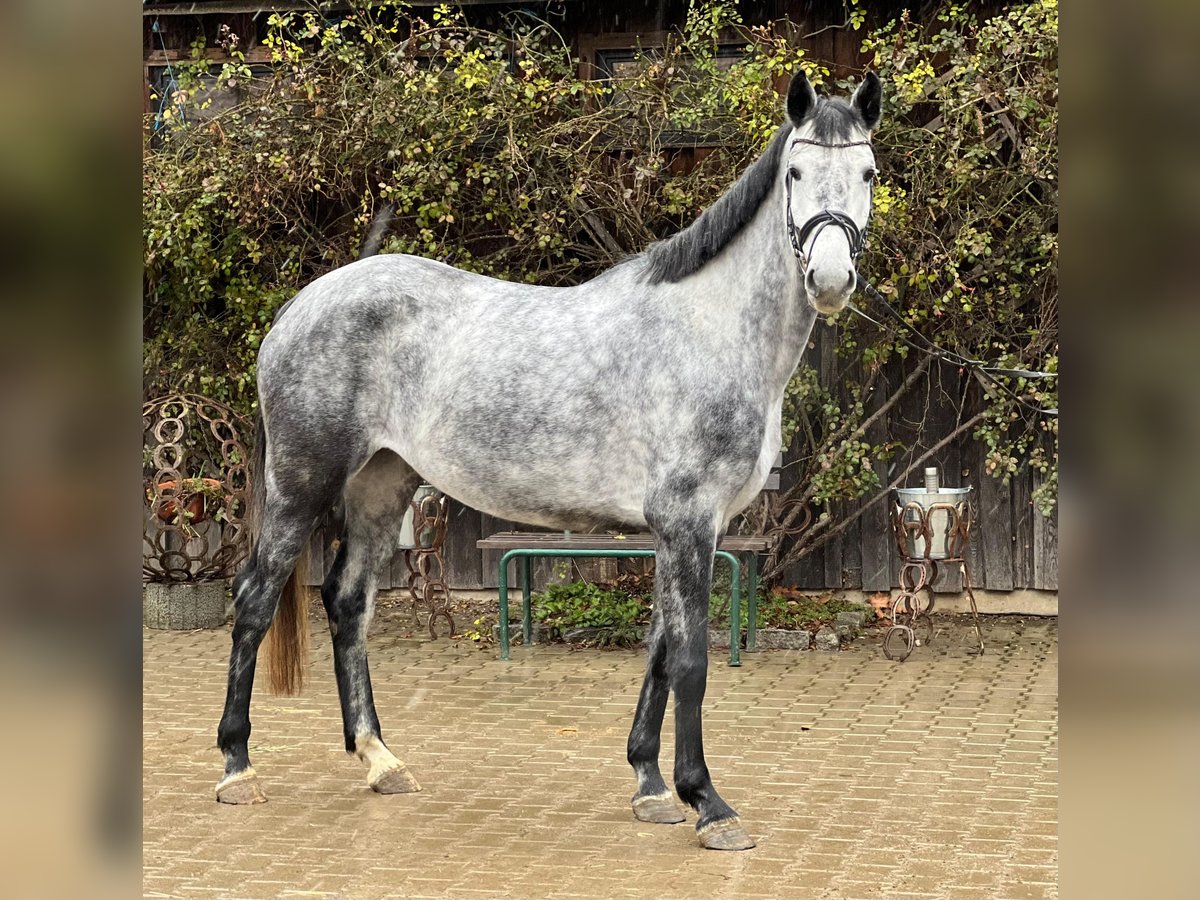 Westfaliano Giumenta 4 Anni 167 cm Grigio in Loiching
