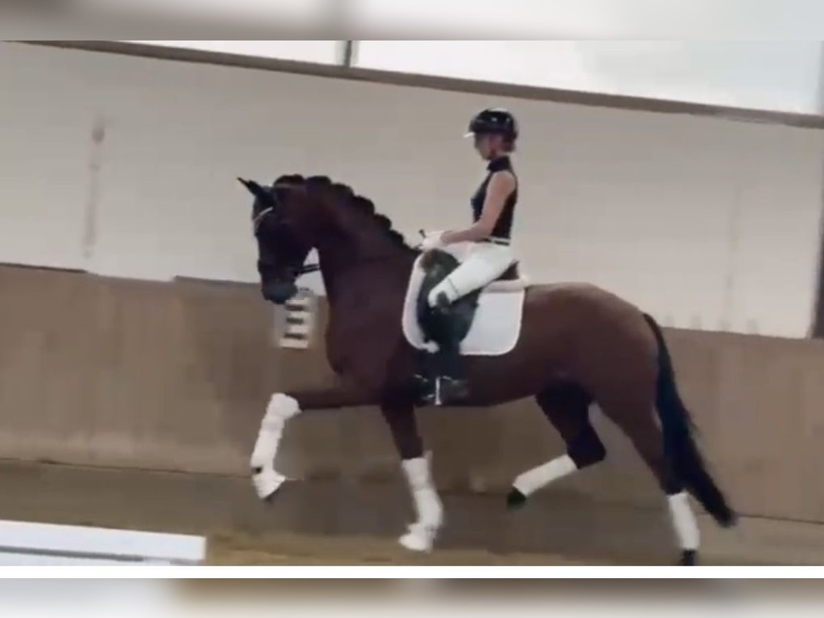 Westfaliano Giumenta 4 Anni 168 cm Baio in Bielefeld