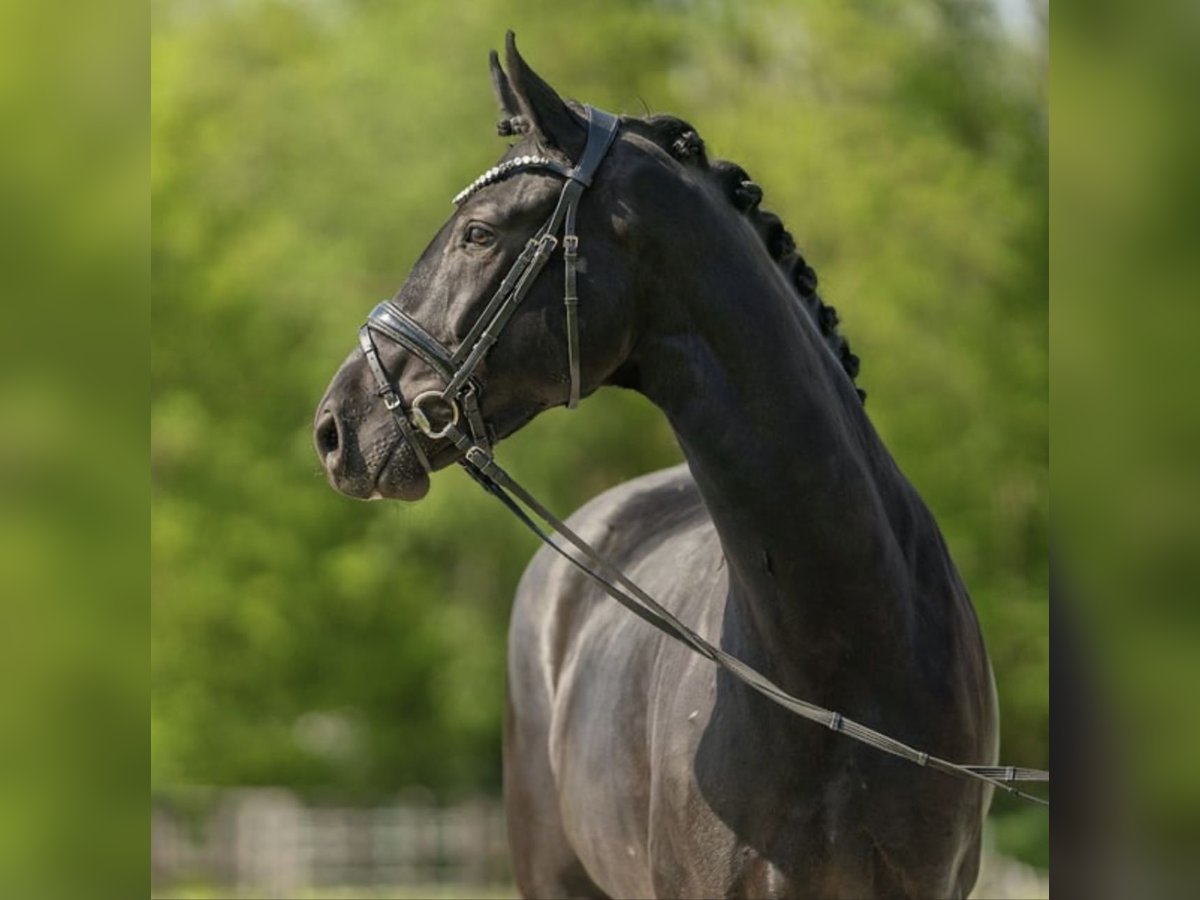 Westfaliano Giumenta 4 Anni 168 cm Morello in Bubikon