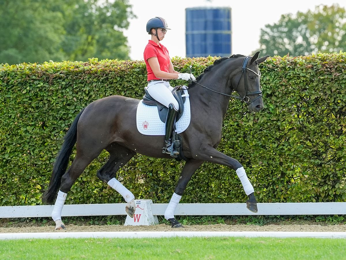 Westfaliano Giumenta 4 Anni 170 cm Baio nero in Münster