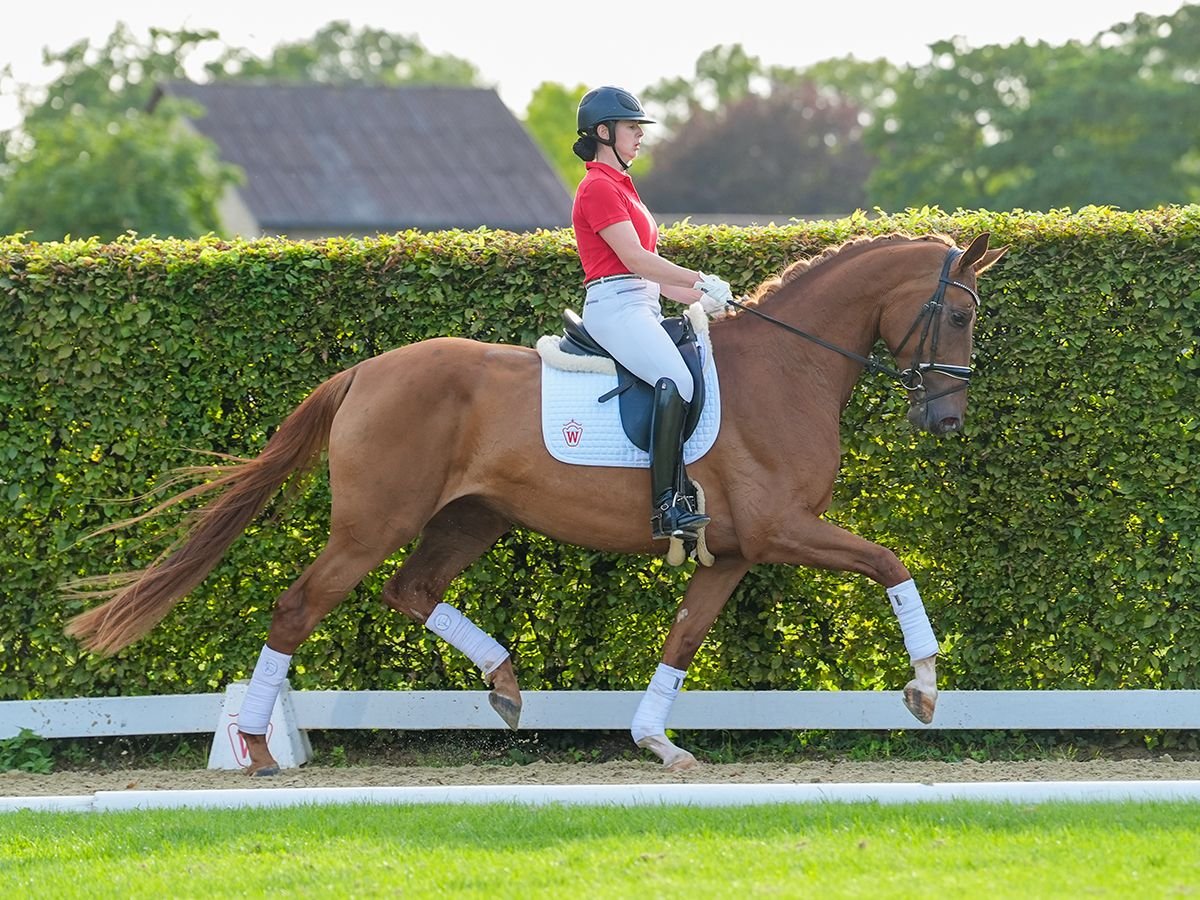 Westfaliano Giumenta 4 Anni 171 cm Sauro in Münster