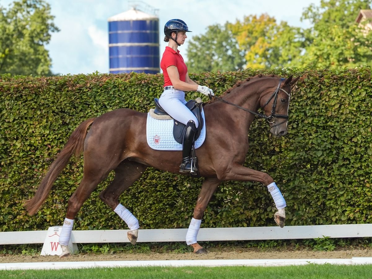 Westfaliano Giumenta 4 Anni 174 cm Sauro scuro in Münster