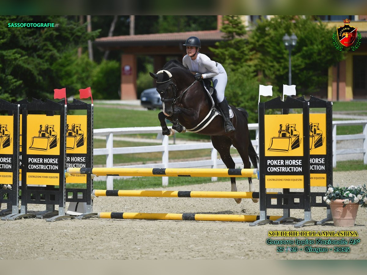 Westfaliano Giumenta 5 Anni 158 cm Baio nero in Felsberg