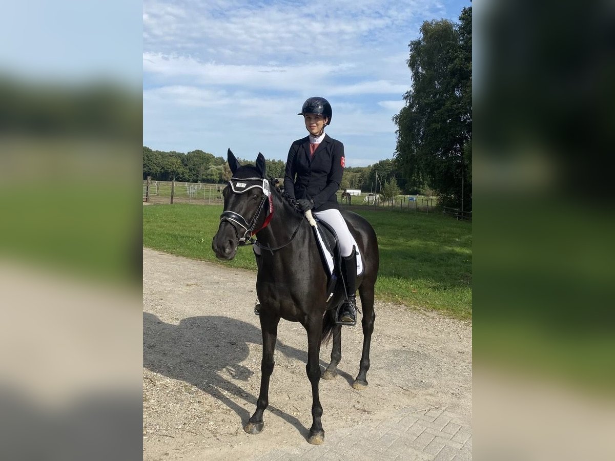 Westfaliano Giumenta 5 Anni 160 cm Baio nero in Bocholt