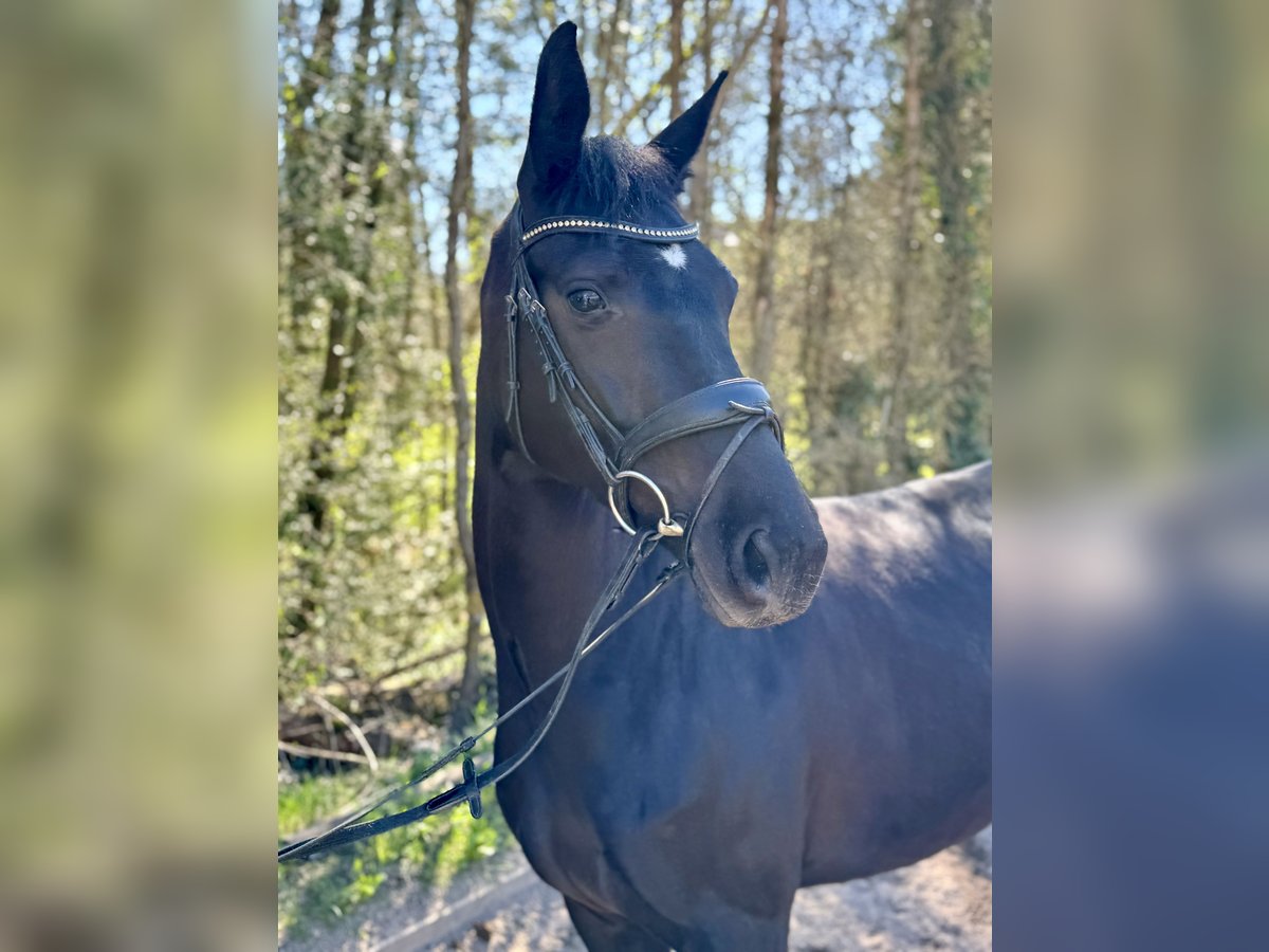 Westfaliano Giumenta 5 Anni 164 cm Baio nero in Altensteig