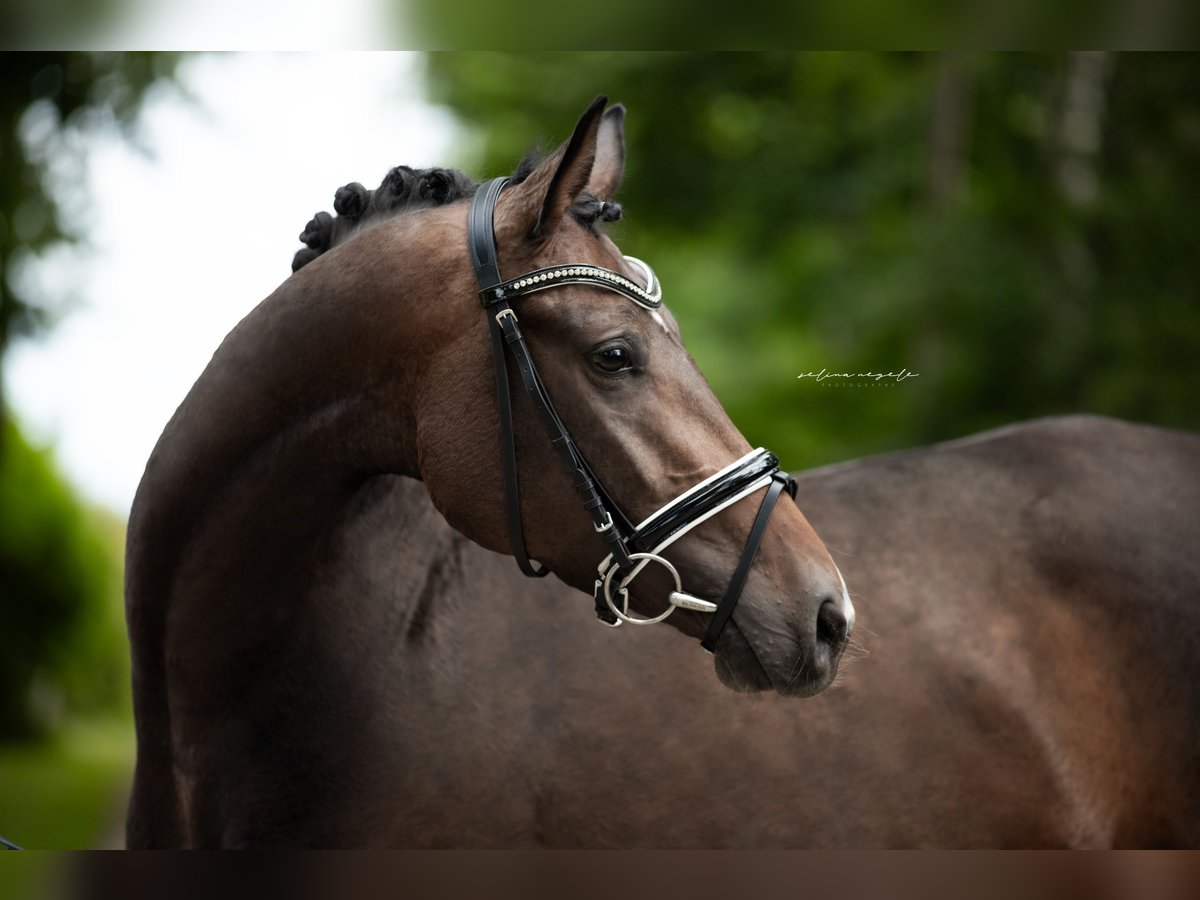 Westfaliano Giumenta 5 Anni 164 cm Baio scuro in Illertissen