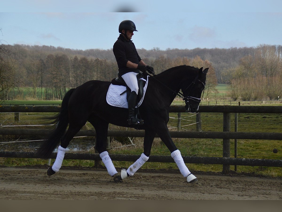 Westfaliano Giumenta 5 Anni 165 cm Morello in Wadersloh