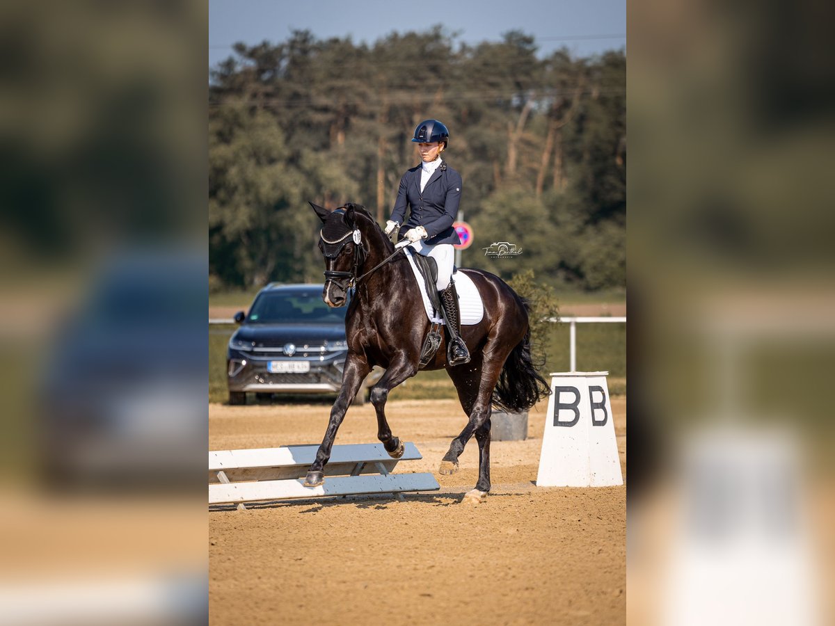 Westfaliano Giumenta 5 Anni 168 cm Morello in Altenmedingen