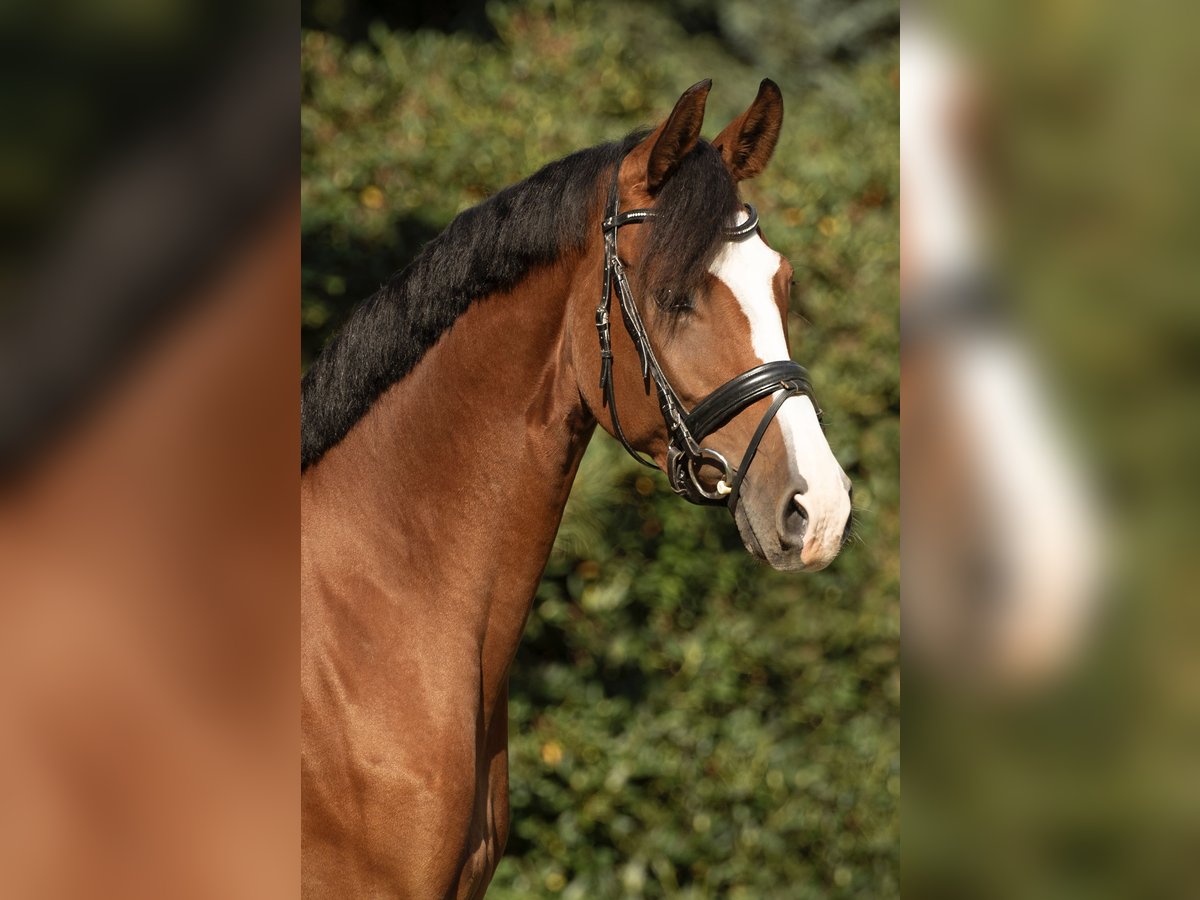 Westfaliano Giumenta 5 Anni 170 cm Baio in Münster