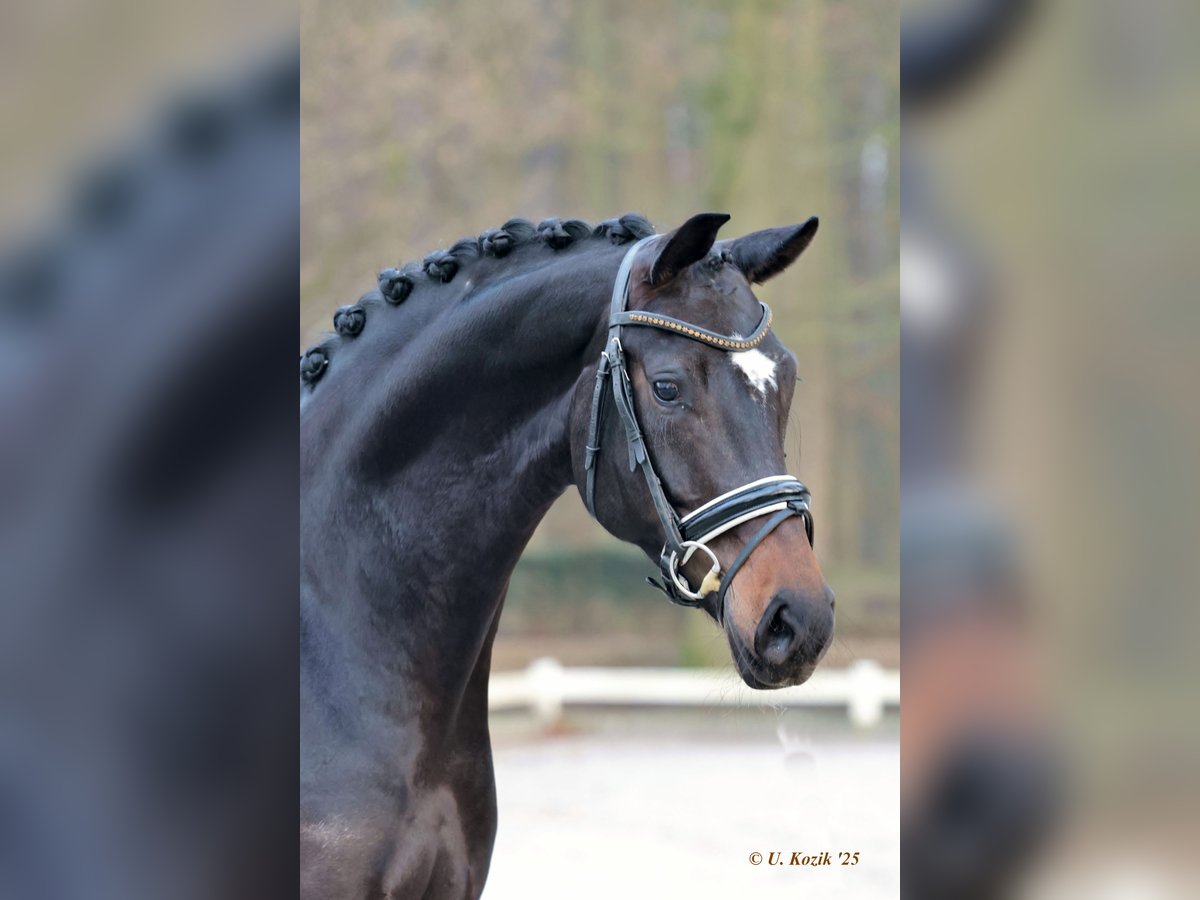Westfaliano Giumenta 5 Anni 170 cm Baio nero in Werne