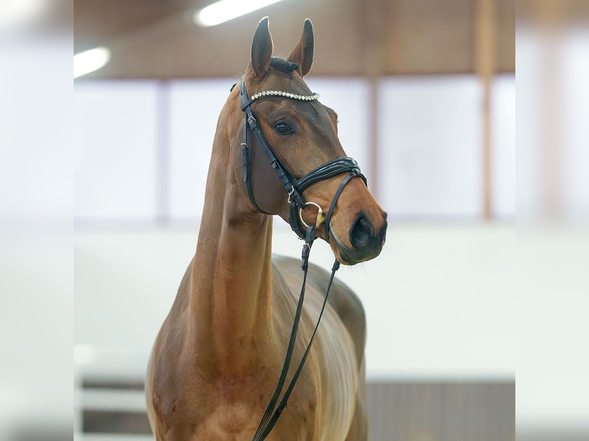 Westfaliano Giumenta 5 Anni Baio in Münster-Handorf