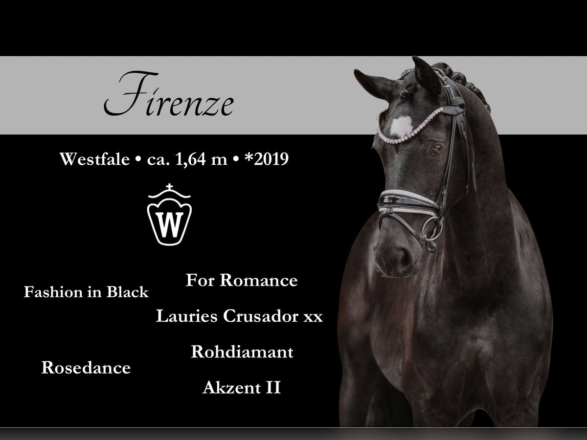 Westfaliano Giumenta 6 Anni 164 cm Morello in Wehringen