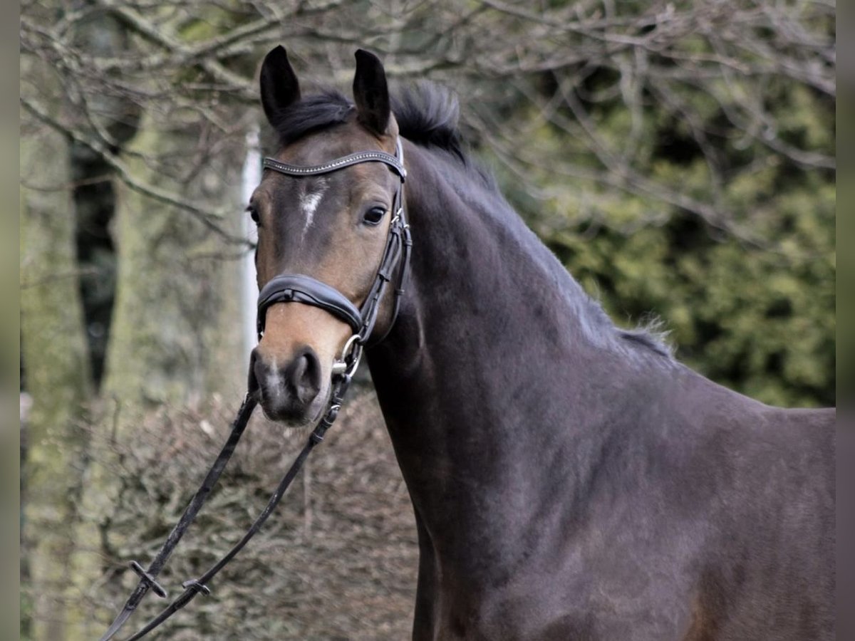Westfaliano Giumenta 6 Anni 165 cm Baio nero in Anr&#xF6;chte