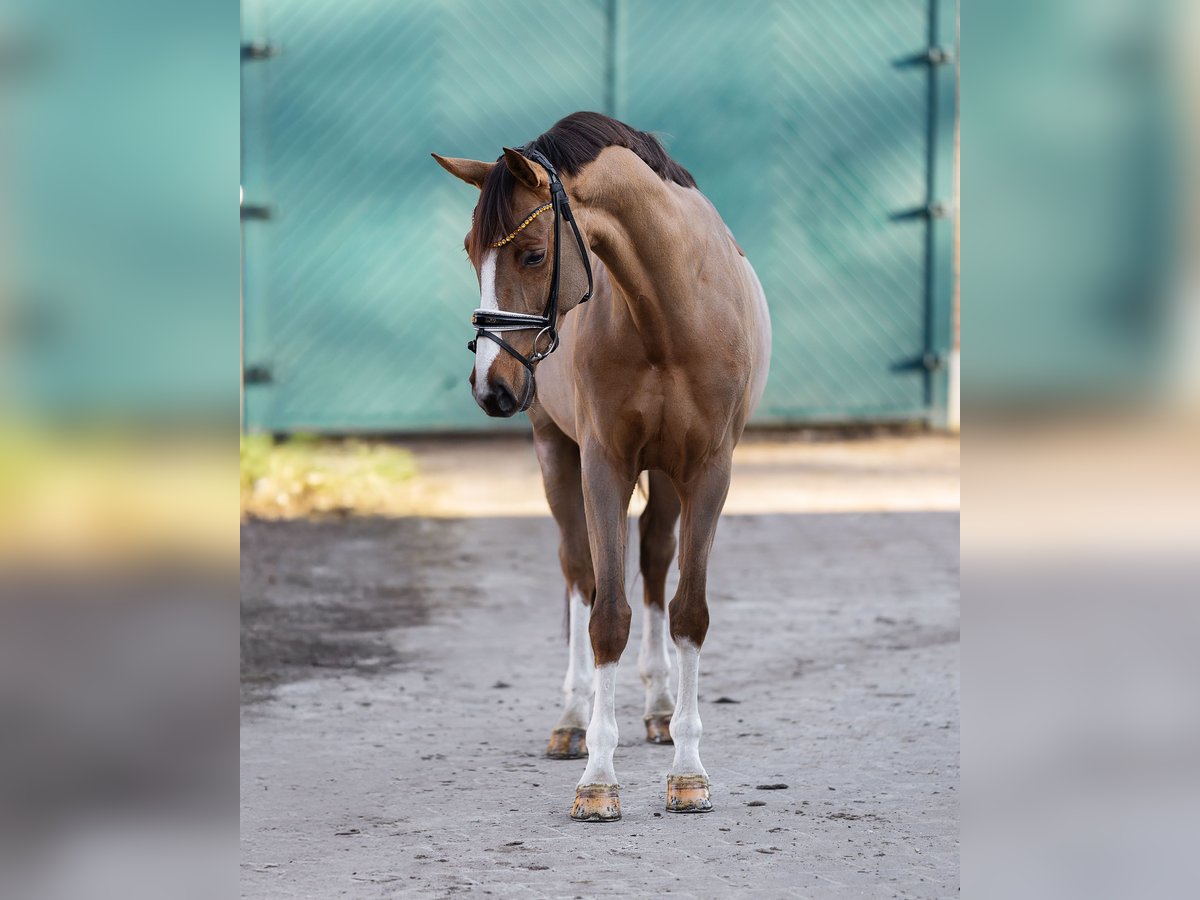 Westfaliano Giumenta 6 Anni 168 cm Sauro in Garstedt