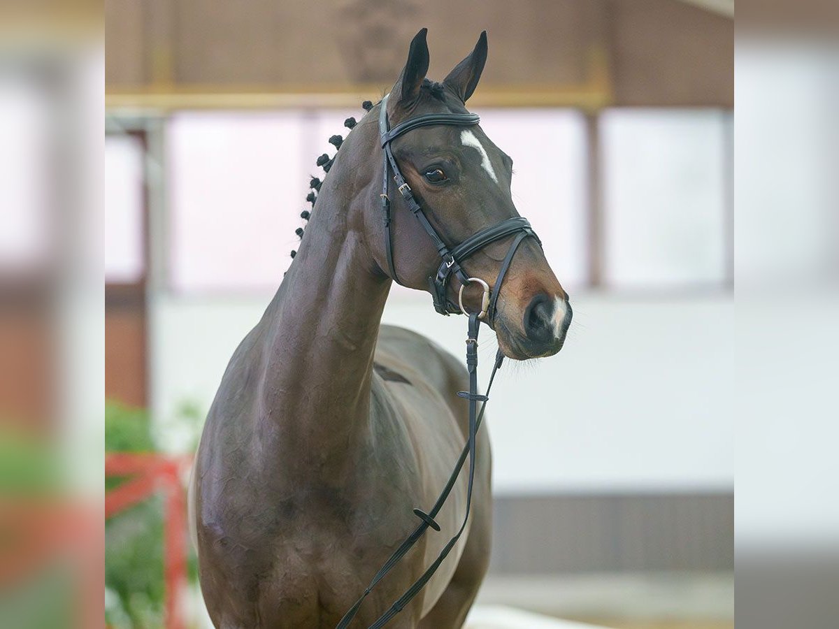 Westfaliano Giumenta 6 Anni Baio scuro in Münster-Handorf