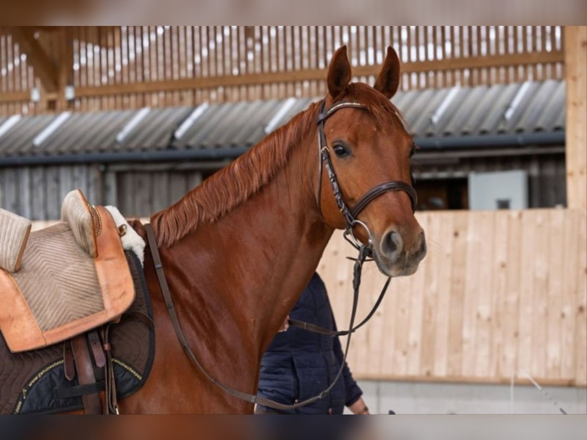 Westfaliano Giumenta 7 Anni 163 cm Sauro scuro in Speyer