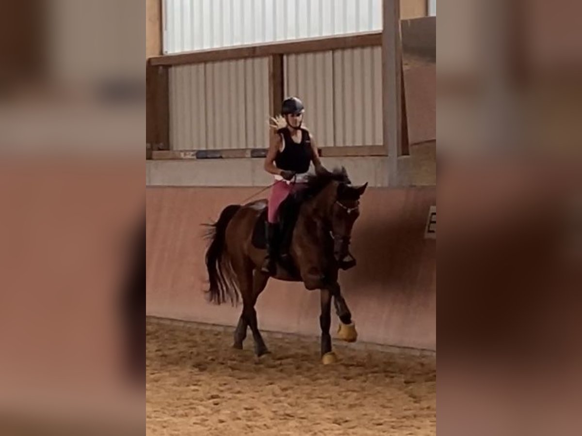 Westfaliano Giumenta 7 Anni 168 cm Baio in Straubing