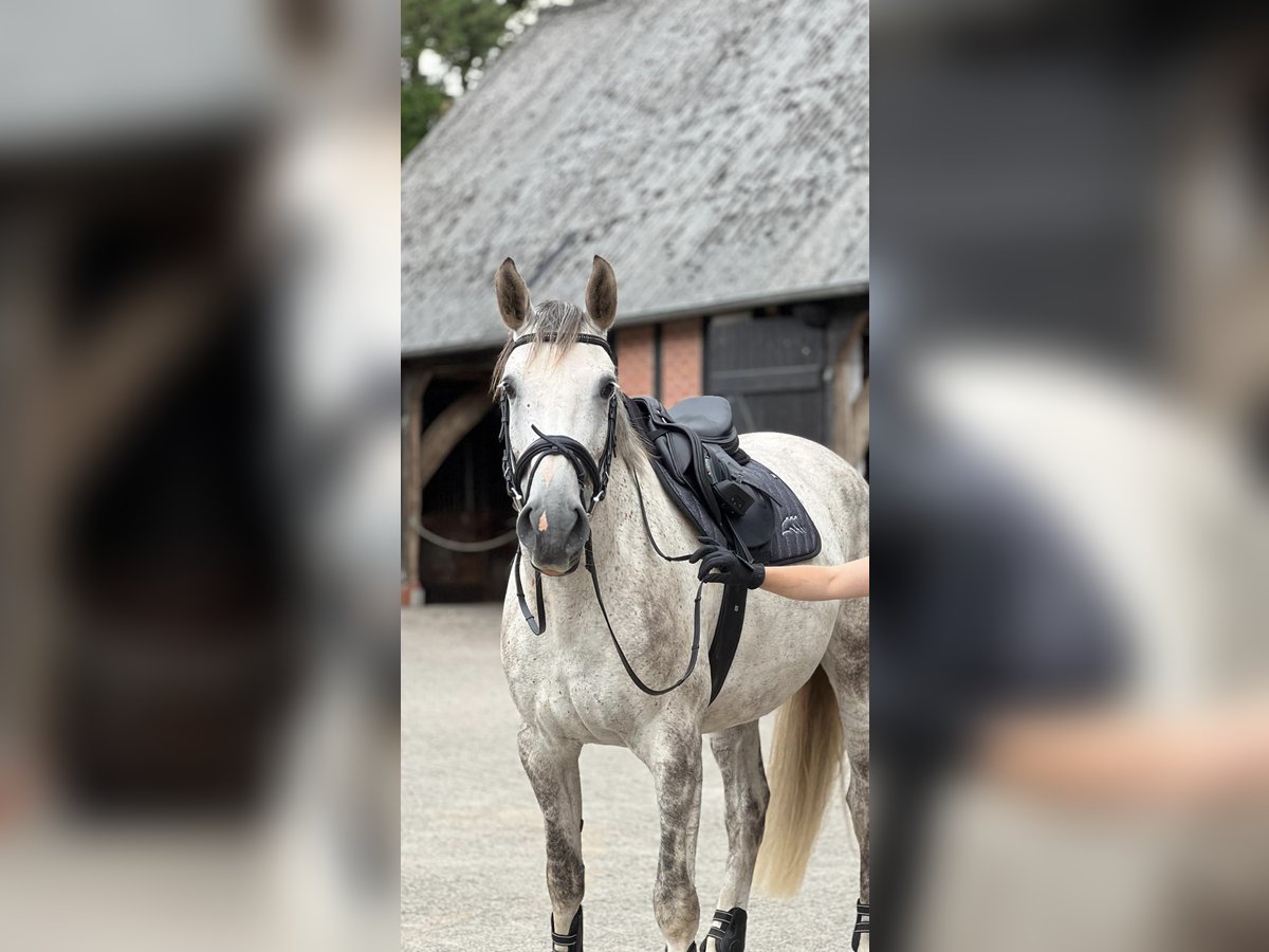 Westfaliano Giumenta 7 Anni 170 cm Grigio pezzato in Lilienthal Westfaliano Giumenta 7 Anni 170 cm Grigio pezzato in Lilienthal